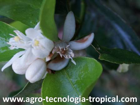 Antracnosis produce manchas pardas en petalos de limon 